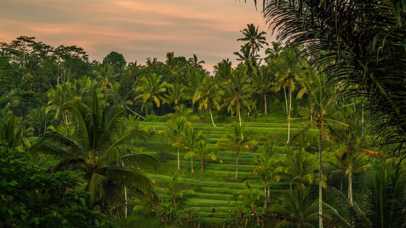 Verdant rice paddies Bali