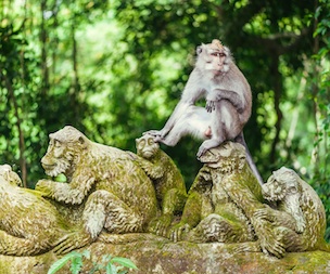 Sanctuaire sacré de la forêt des singes